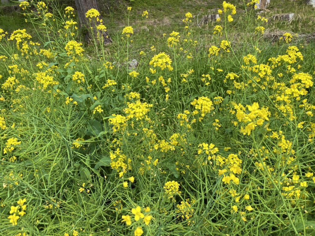 菜の花の蜂蜜